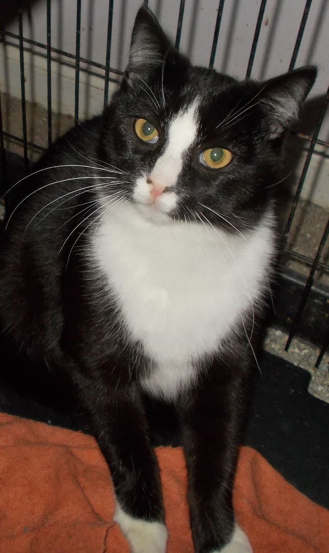 Blaze, Adoptable, Adult Male Domestic Short Hair.