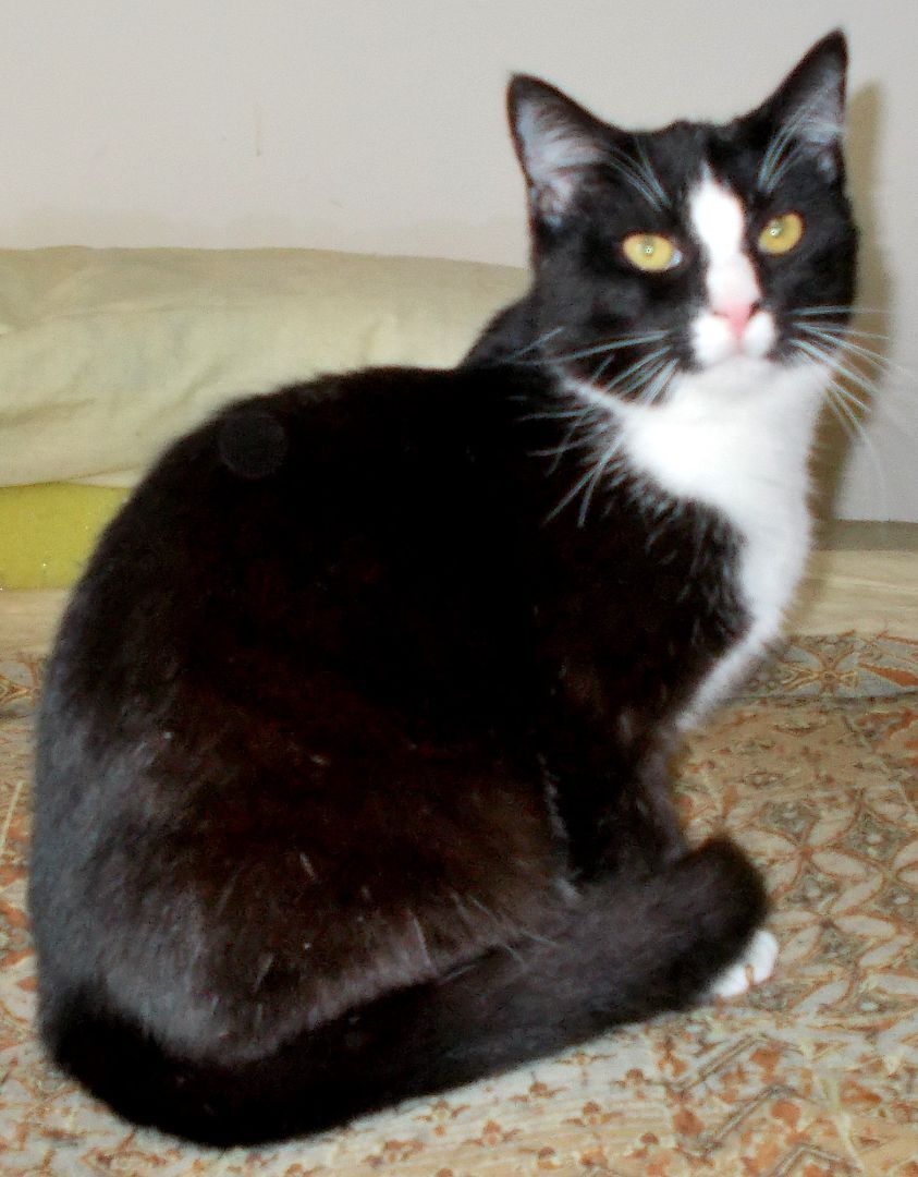 Blaze, a Adoptable Domestic Short Hair in Chattanooga, TN image 2/3