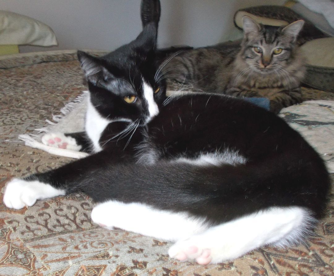 Blaze, a Adoptable Domestic Short Hair in Chattanooga, TN image 3/3