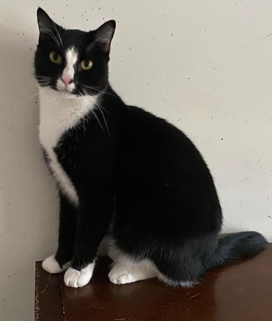 Enlarge Blaze, a Adoptable Domestic Short Hair in Chattanooga, TN image 1/4