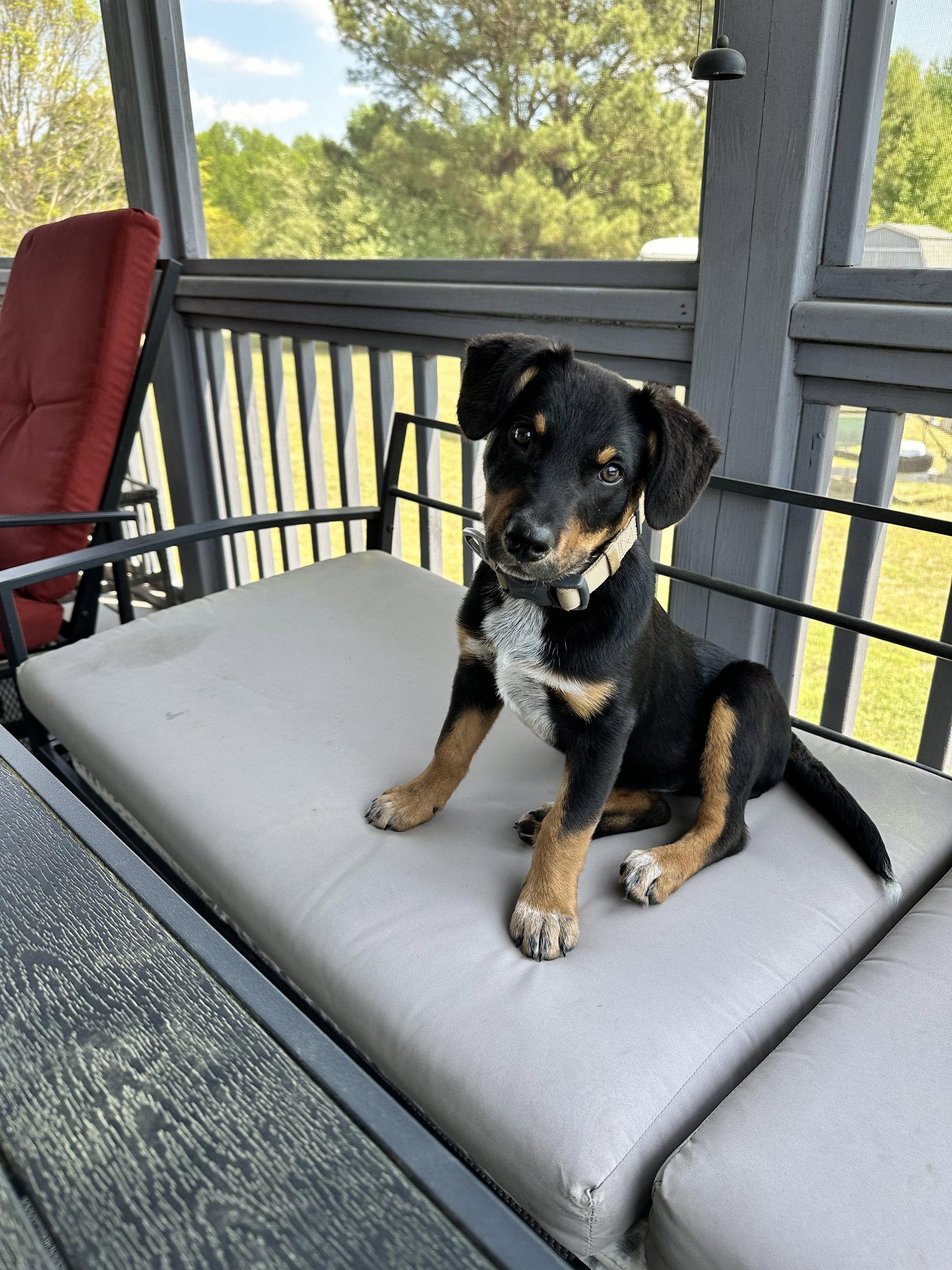 Red, Adopted, Puppy Male Black Labrador Retriever & Hound.