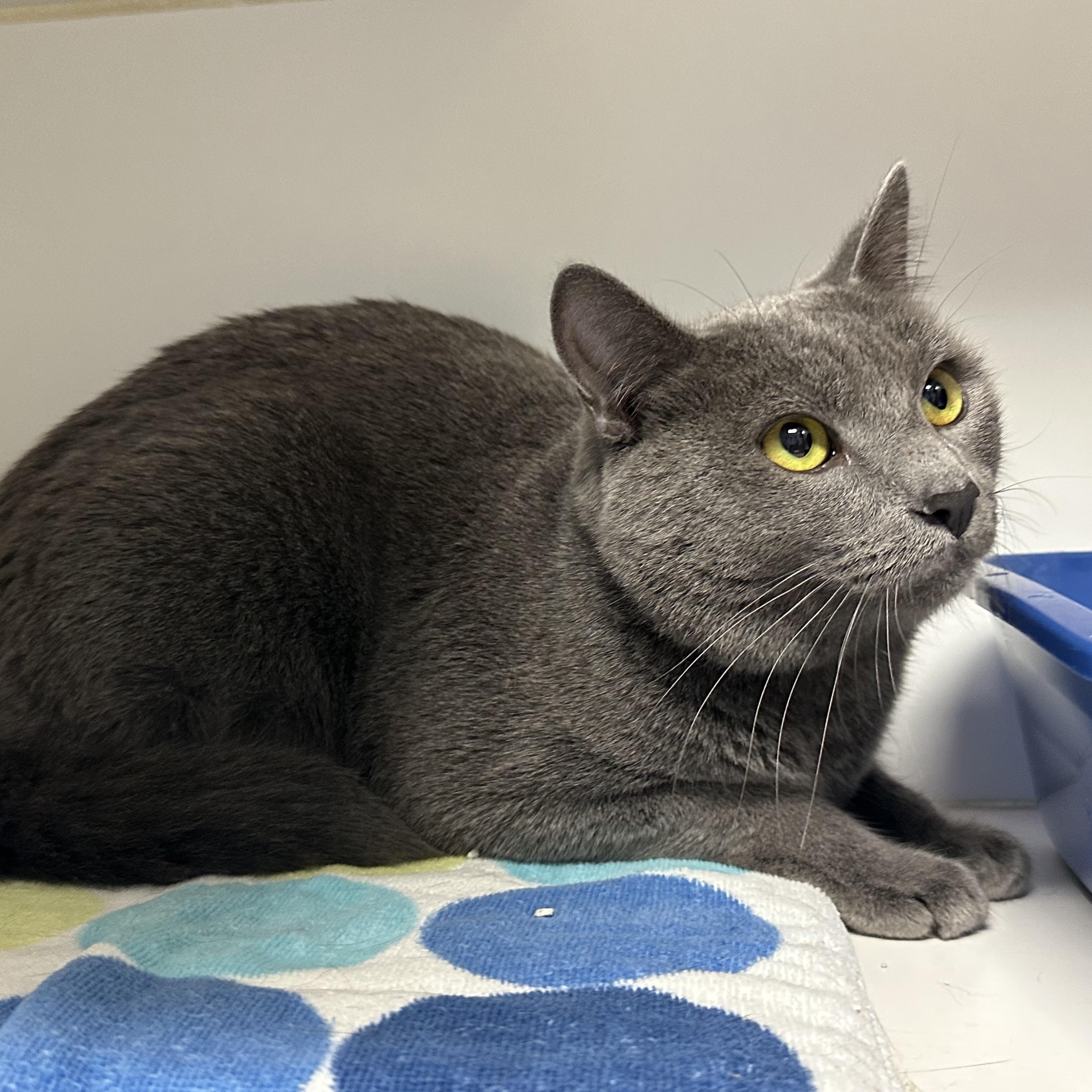 Kohl, Adopted, Young Male Domestic Short Hair.