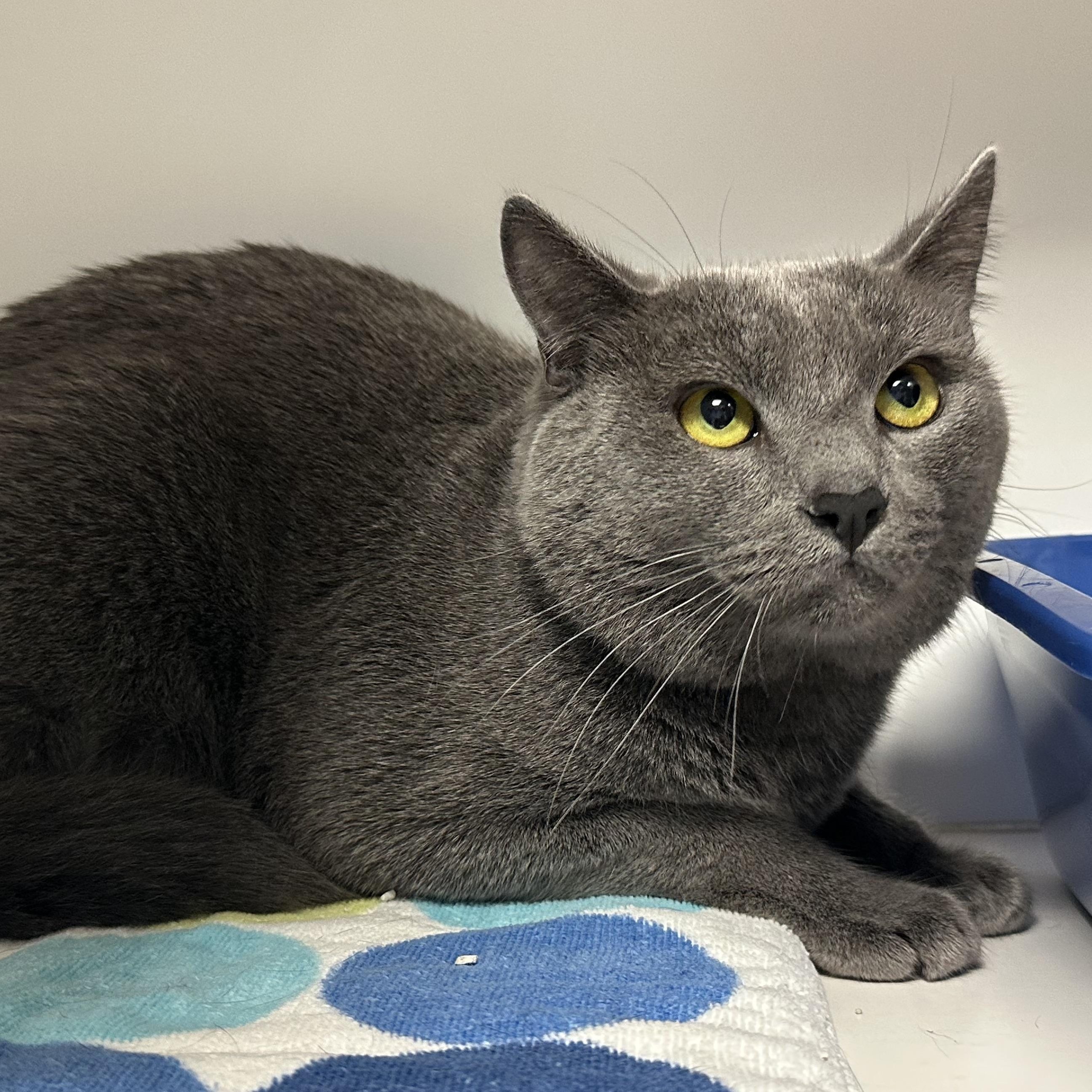 Enlarge Kohl, a Adopted Domestic Short Hair in Clifton, NJ image 3/3