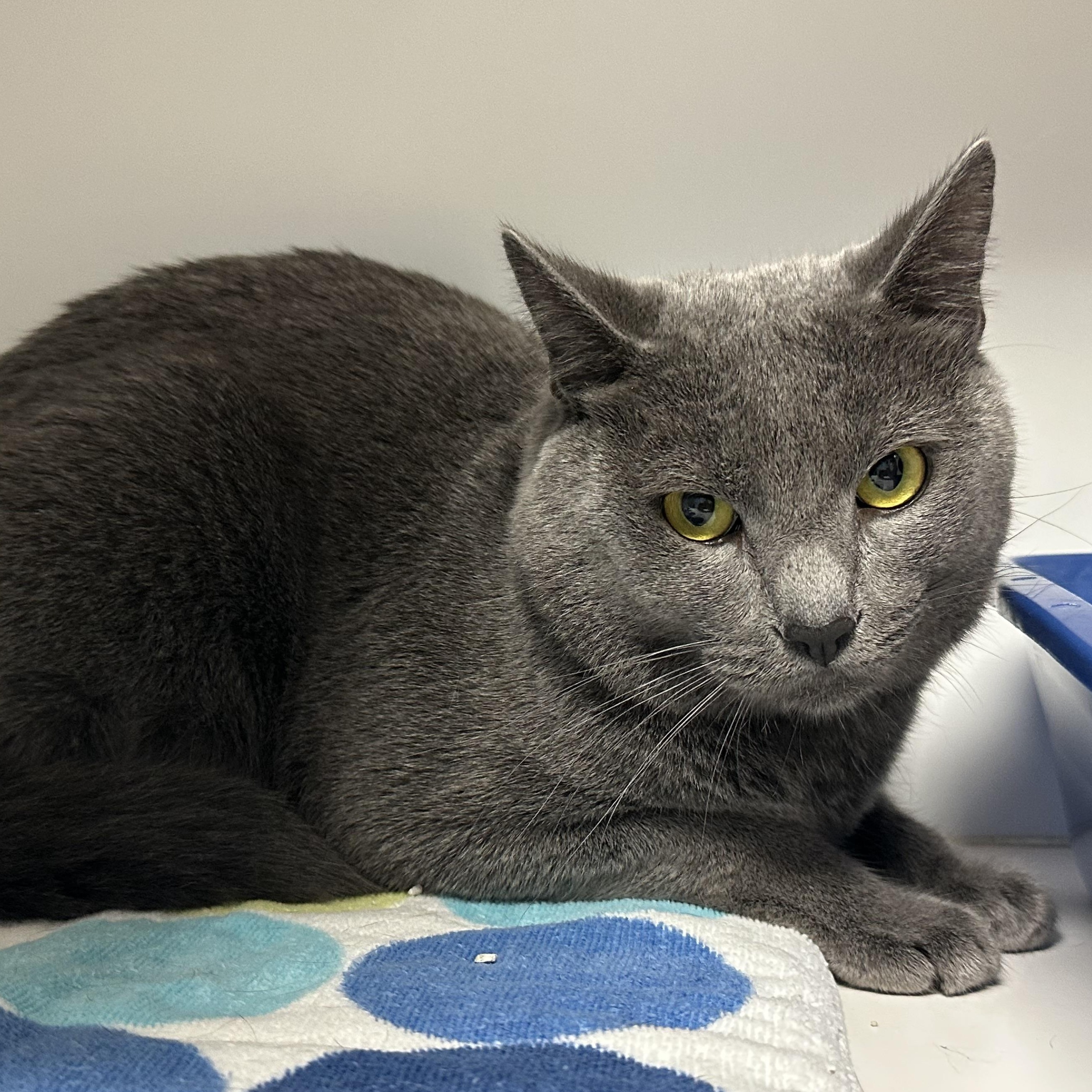 Enlarge Kohl, a Adopted Domestic Short Hair in Clifton, NJ image 2/3