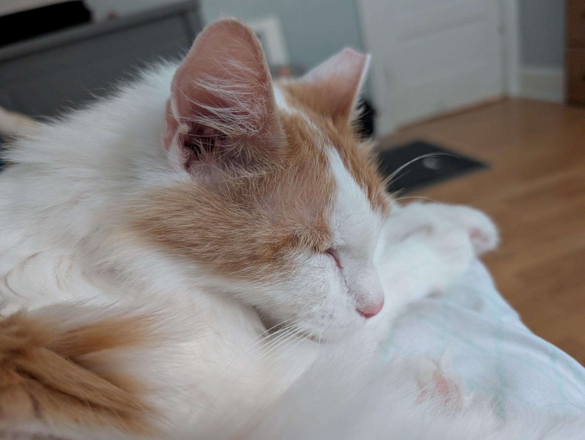 Enlarge Prince, a ADOPTABLE Domestic Long Hair in Barrington Hills, IL image 5/6