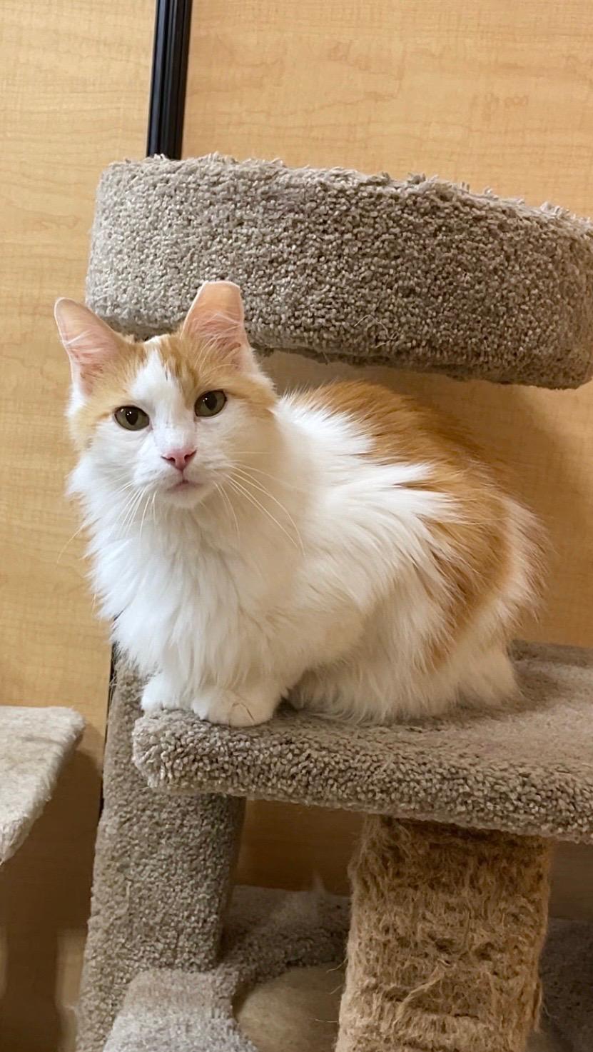 Prince, ADOPTABLE, Young Male Domestic Long Hair.