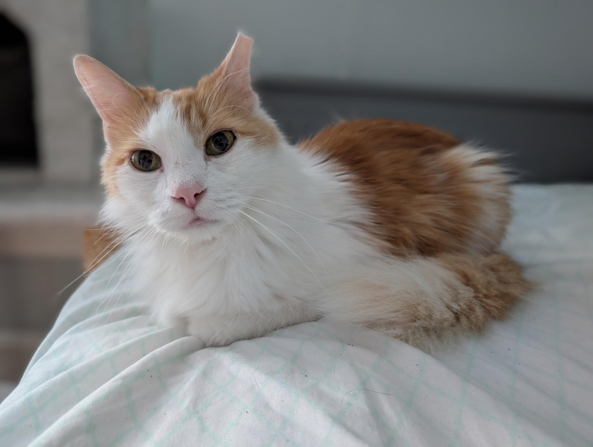 Enlarge Prince, a ADOPTABLE Domestic Long Hair in Barrington Hills, IL image 3/6