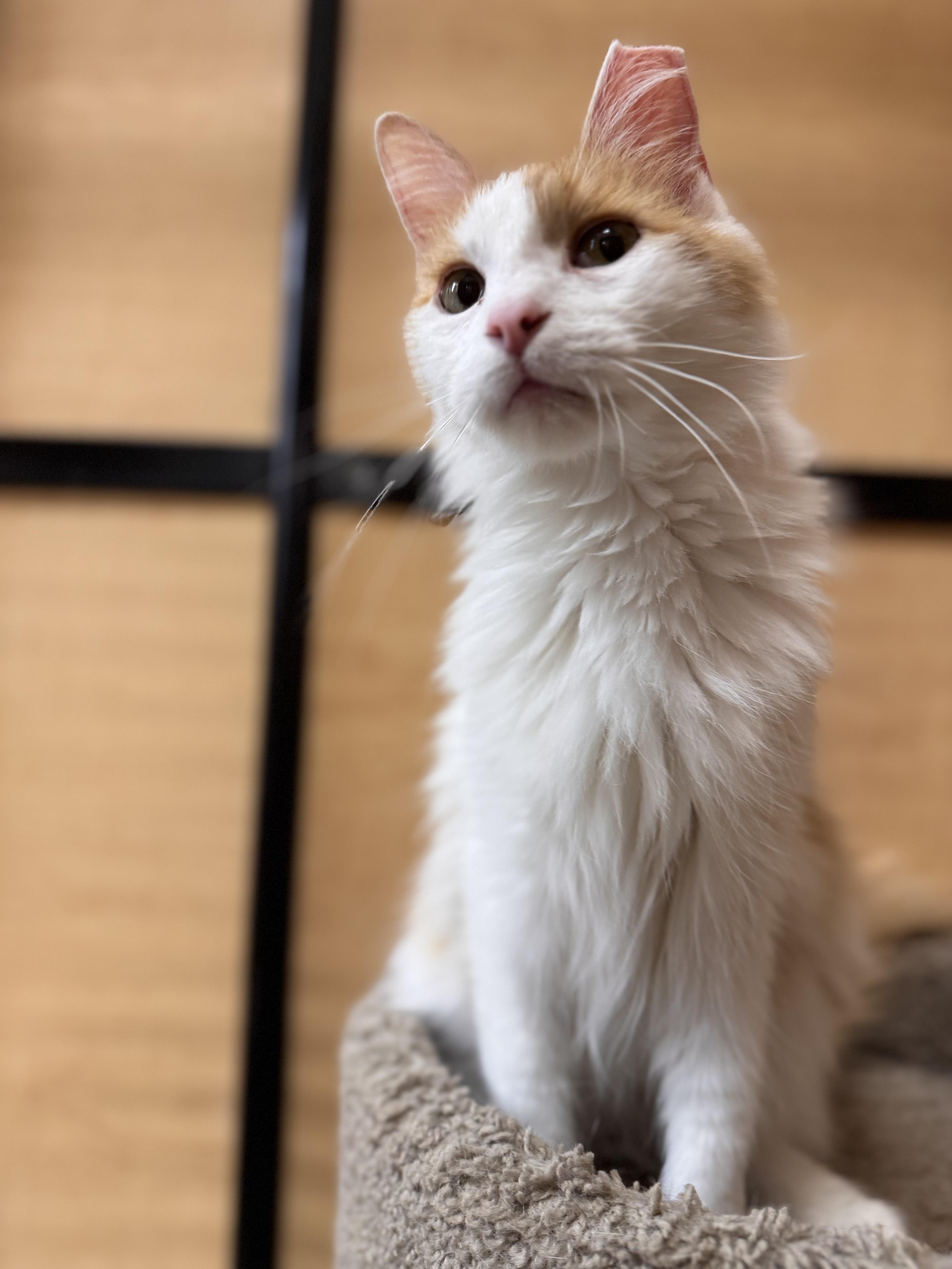 Enlarge Prince, a ADOPTABLE Domestic Long Hair in Barrington Hills, IL image 4/6