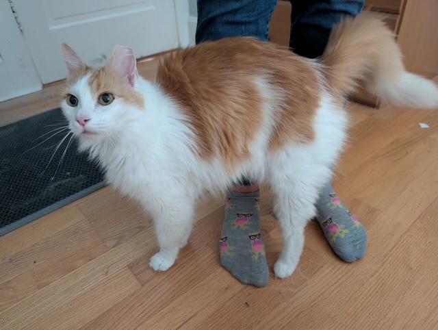 Enlarge Prince, a ADOPTABLE Domestic Long Hair in Barrington Hills, IL image 2/6