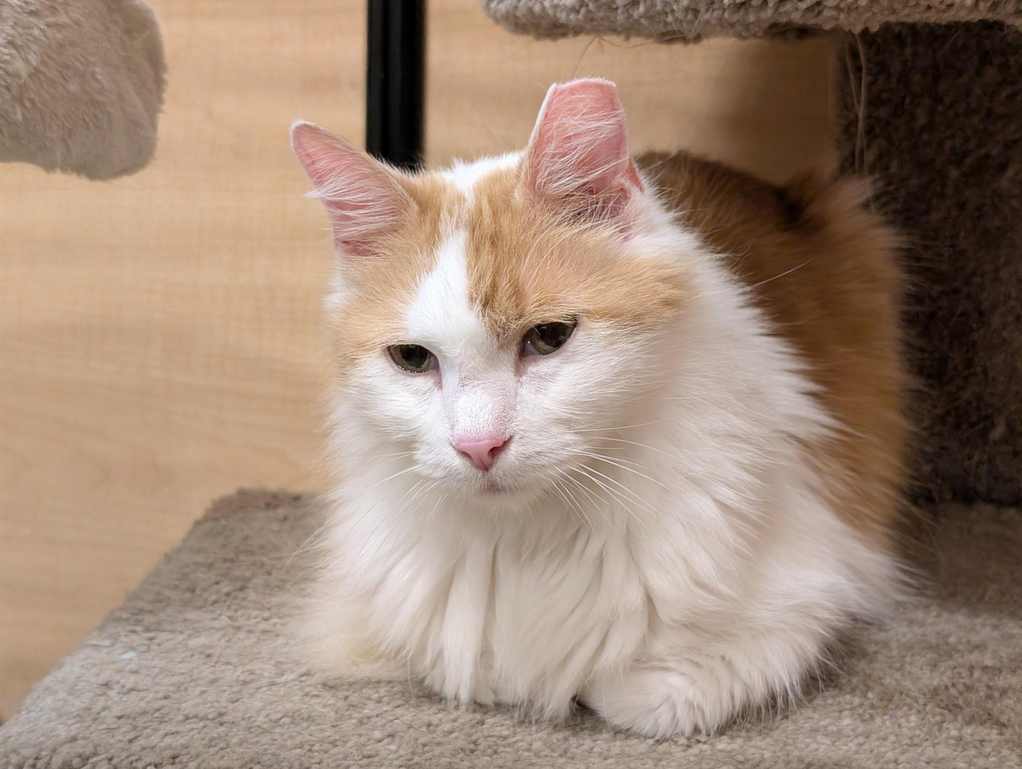 Enlarge Prince, a ADOPTABLE Domestic Long Hair in Barrington Hills, IL image 6/6