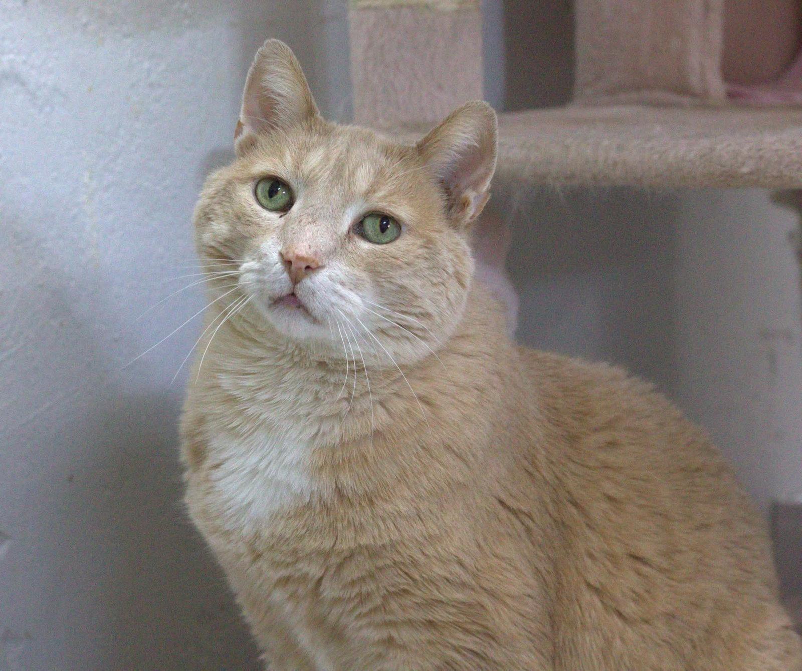 Clermont, Adoptable, Young Male Domestic Short Hair.