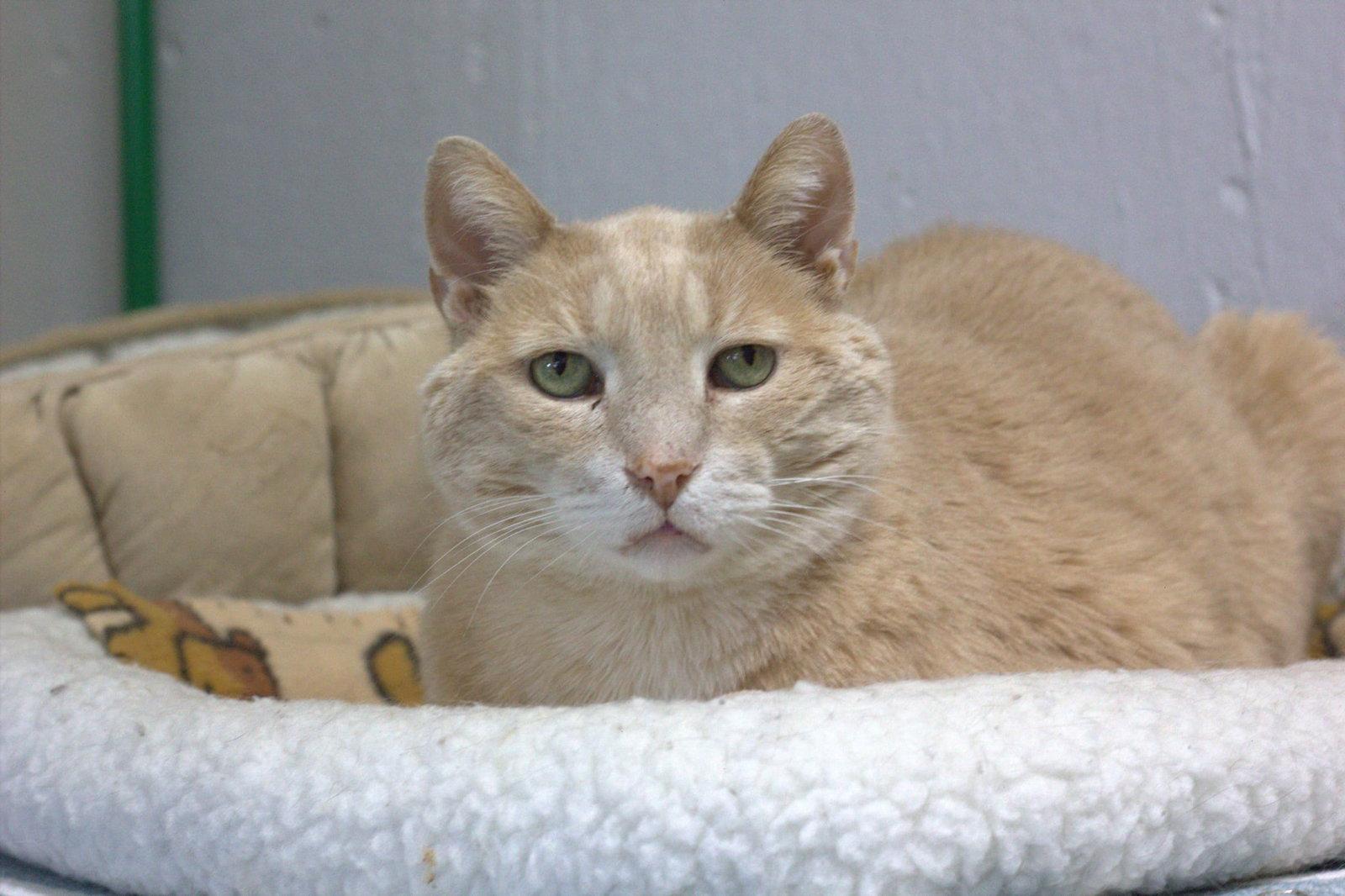Enlarge Clermont, a Adoptable Domestic Short Hair in Montreal, QC image 2/3