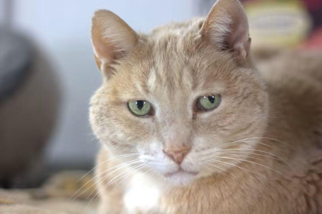 Enlarge Clermont, a Adoptable Domestic Short Hair in Montreal, QC image 3/3
