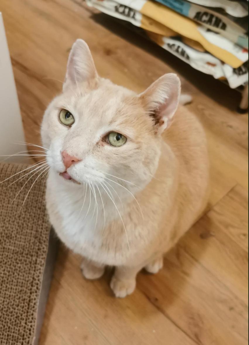 Clermont, Adoptable, Young Male Domestic Short Hair.