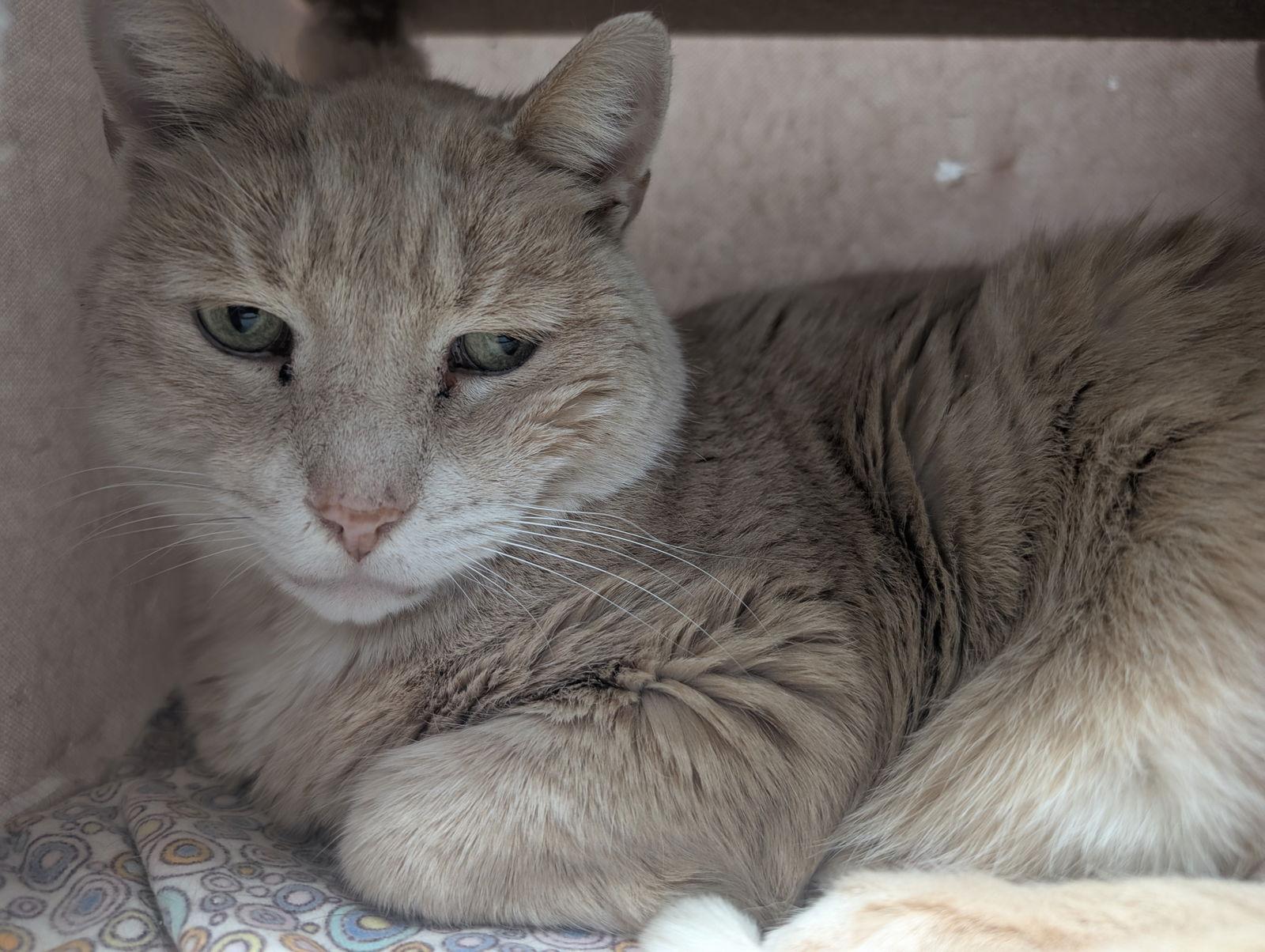 Clermont, a Adoptable Domestic Short Hair in Montreal, QC image 2/2