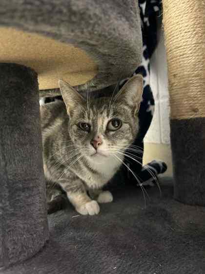 Enlarge Peanut, a Adoptable mixed breed in Munster, IN image 1/1