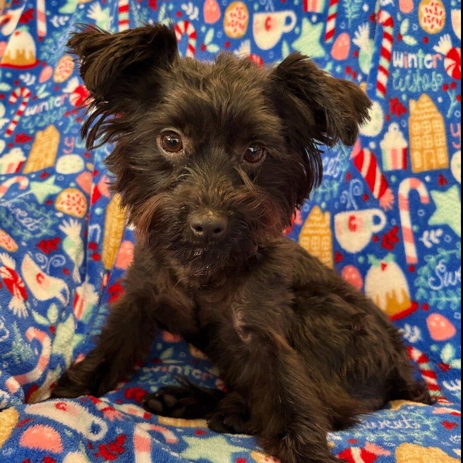 JETSON, Adoptable, Young Male Yorkshire Terrier.