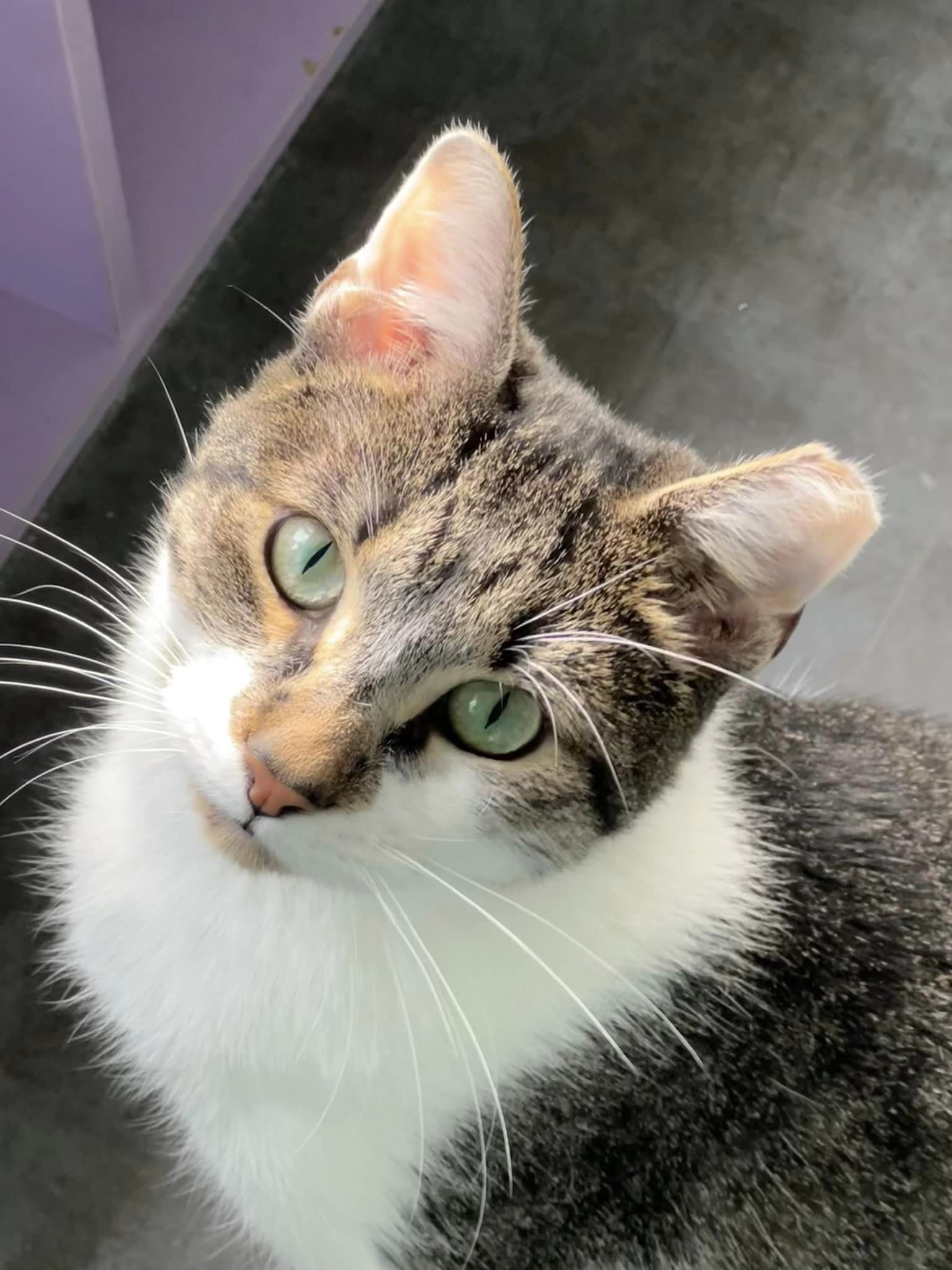 Waldo, an adoptable Tabby in Grand Rapids, MI_image-1