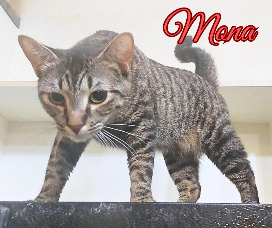 Mona, a Adoptable Tiger in Orange City, FL image 3/5