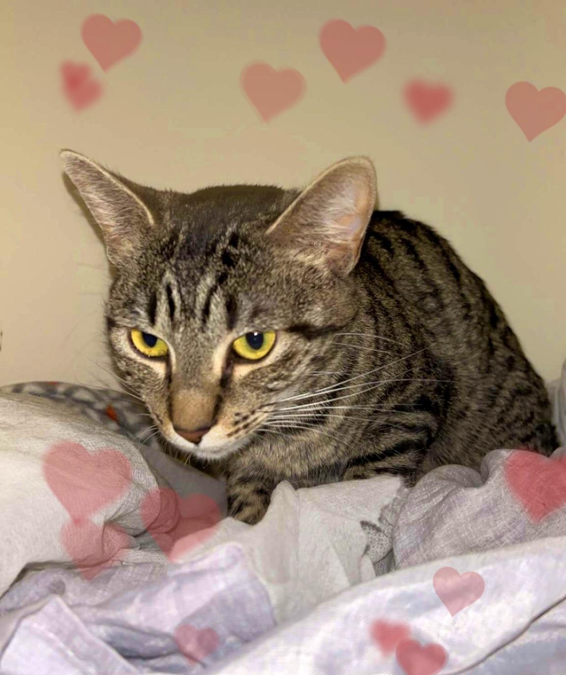 Mona, a Adoptable Tiger in Orange City, FL image 5/5