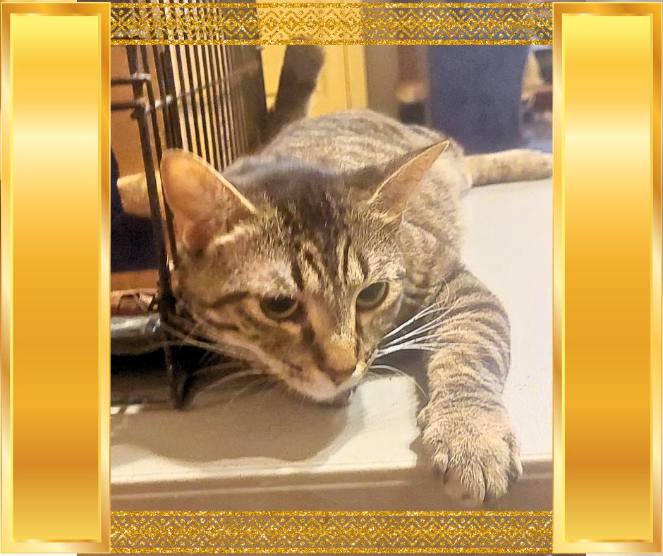 Mona, a Adoptable Tiger in Orange City, FL image 4/5