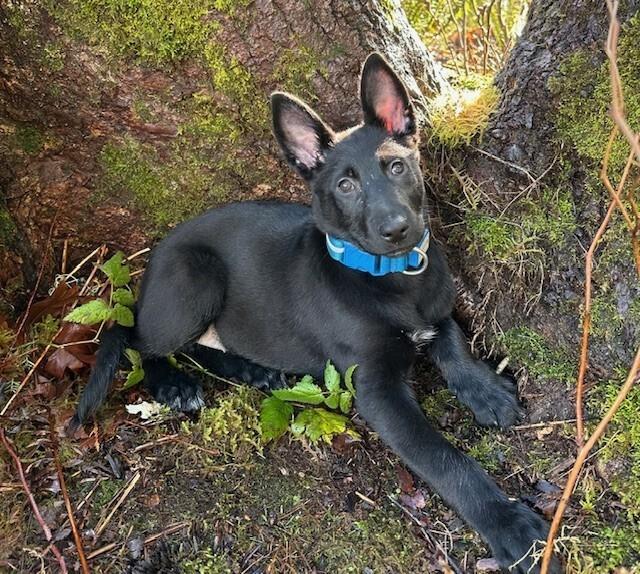 Enlarge Cora, a Adoptable mixed breed in Seattle, WA image 1/6