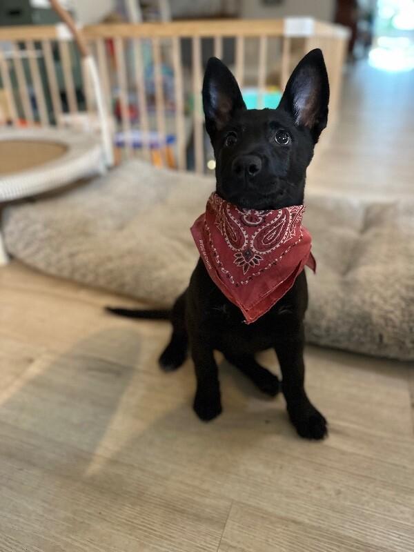 Enlarge Cora, a Adoptable mixed breed in Seattle, WA image 2/6