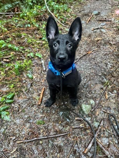 Enlarge Cora, a Adoptable mixed breed in Seattle, WA image 5/6
