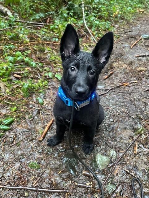 Enlarge Cora, a Adoptable mixed breed in Seattle, WA image 6/6