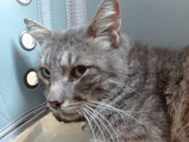 TOM, Adoptable, Adult Male Domestic Short Hair & Domestic Short Hair.