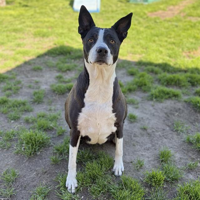 SUZY Q, Adoptable, Senior Female Australian Cattle Dog / Blue Heeler & Mixed Breed.