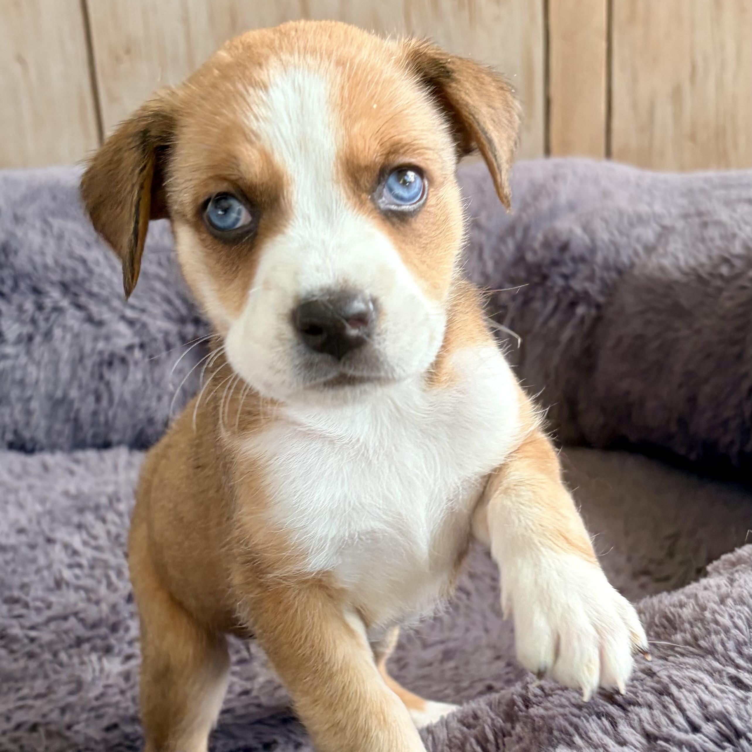 Enlarge BLOSSOM- Local, an adopted mixed breed in Warwick, RI image 3/6