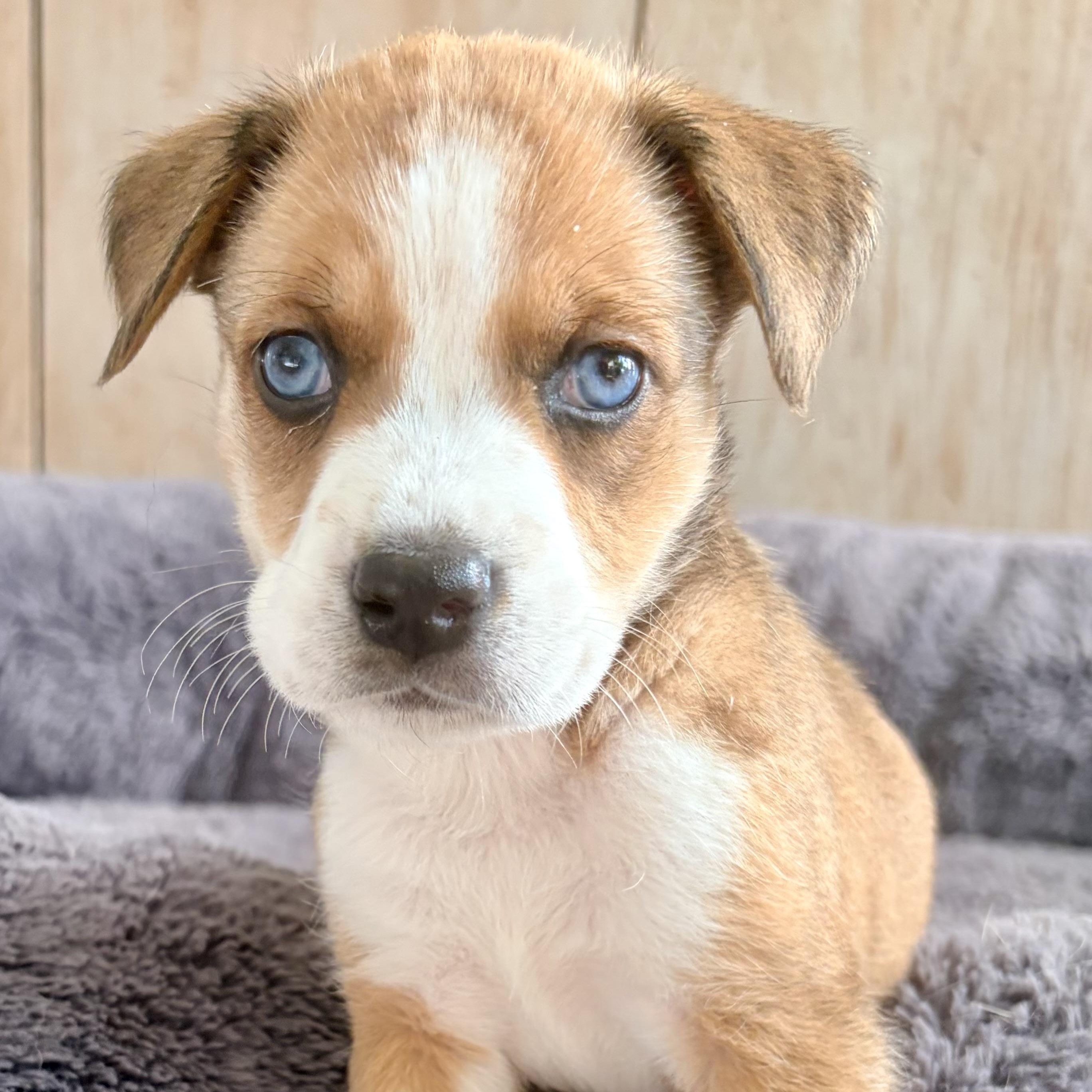 Enlarge BLOSSOM- Local, an adopted mixed breed in Warwick, RI image 2/6