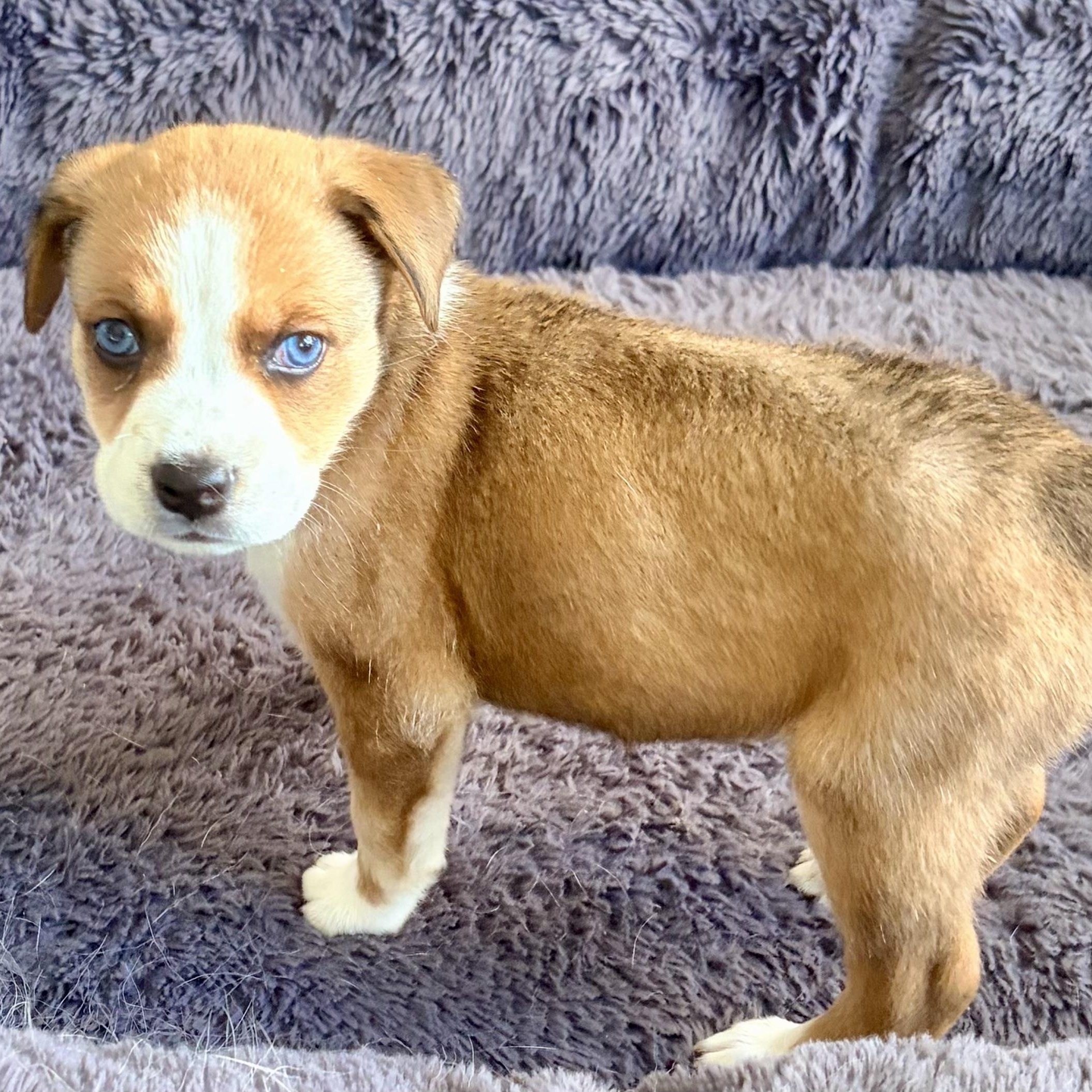 Enlarge BLOSSOM- Local, an adopted mixed breed in Warwick, RI image 4/6