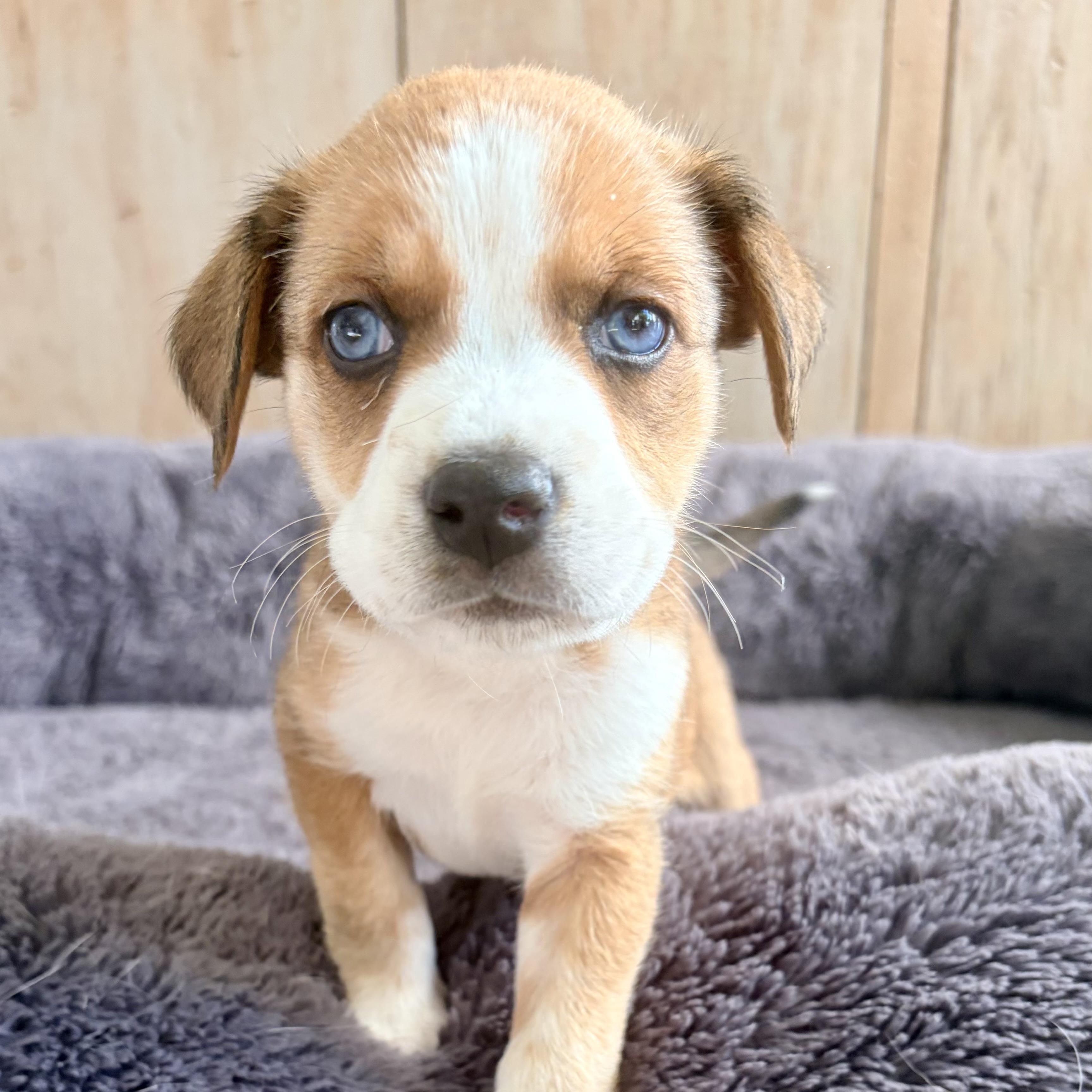 Enlarge BLOSSOM- Local, an adopted mixed breed in Warwick, RI image 5/6