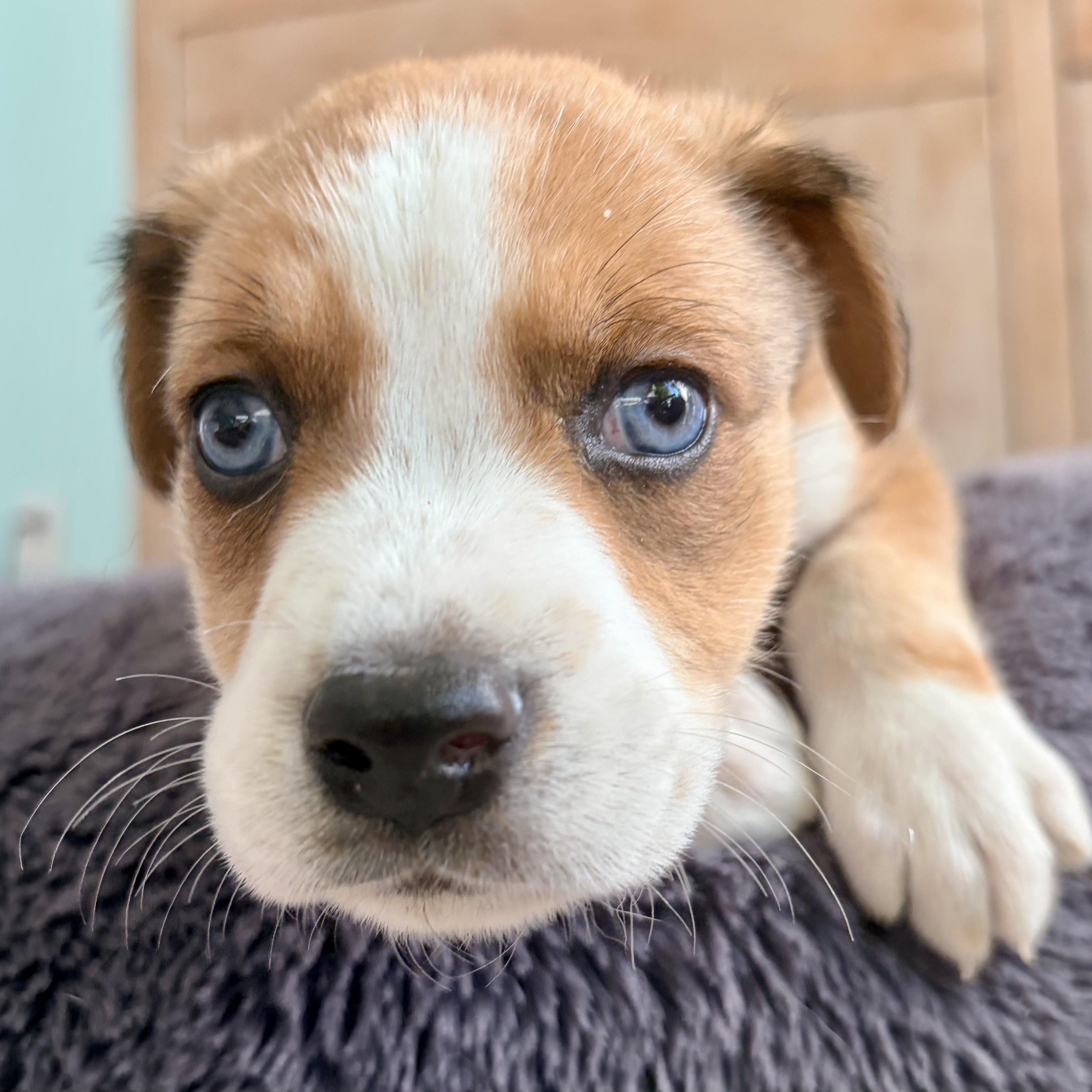 BLOSSOM- Local, adopted, Puppy Female Australian Shepherd.