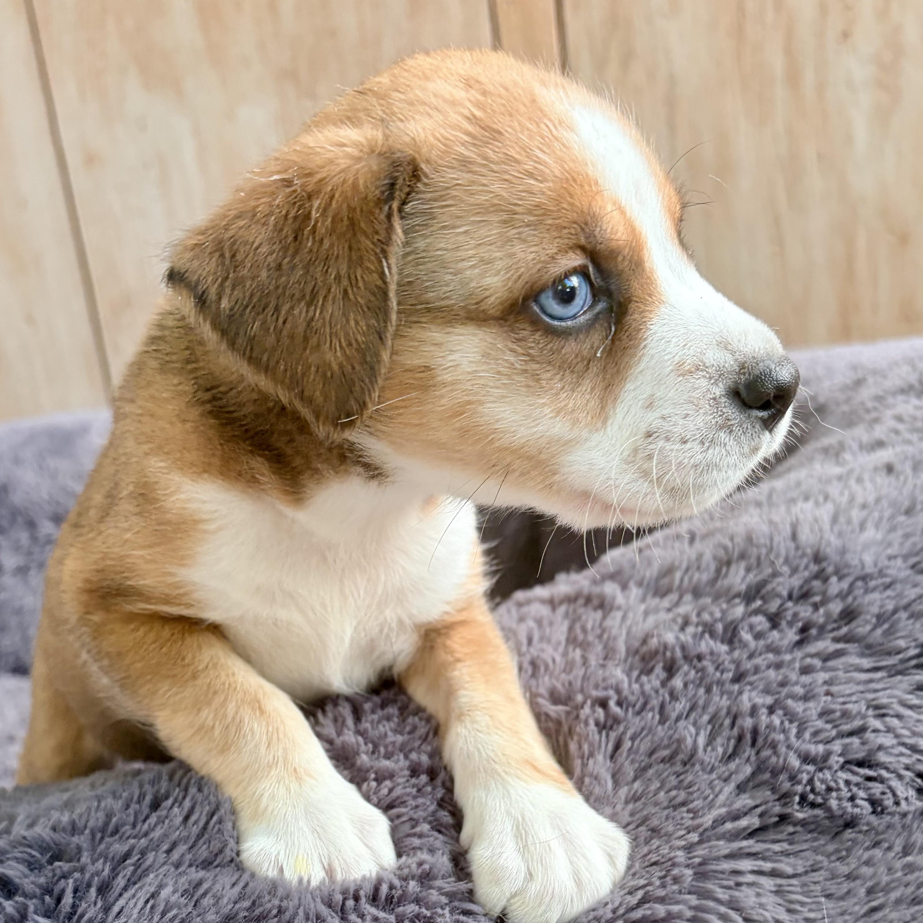 Enlarge BLOSSOM- Local, an adopted mixed breed in Warwick, RI image 6/6