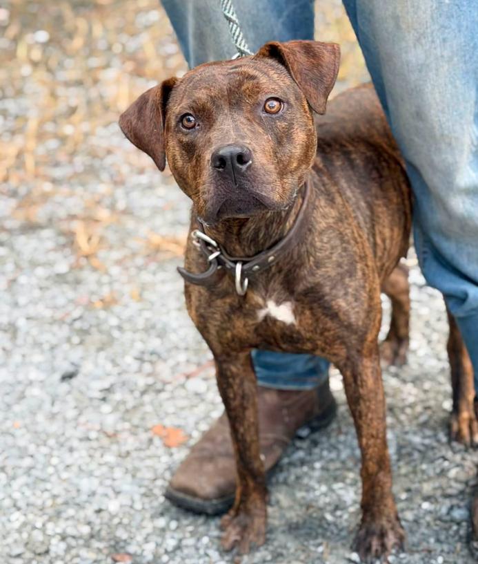Enlarge Erin, a ADOPTABLE mixed breed in Elizabethtown, NC image 1/1