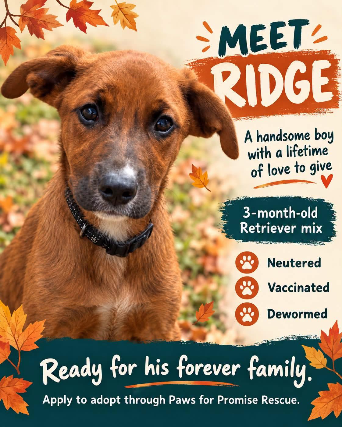 Enlarge Ridge, a Adoptable mixed breed in Hico, WV image 1/1