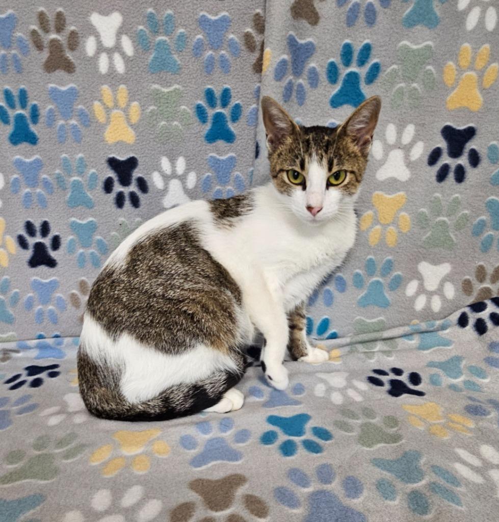 Casey, Adoptable, Young Female Domestic Short Hair.