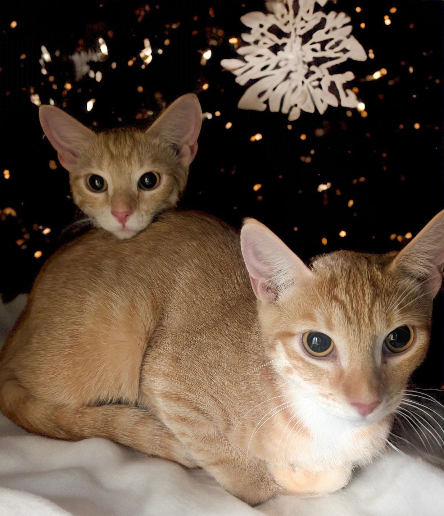 Moana, Adoptable, Young Female Domestic Short Hair.