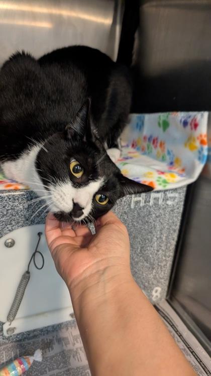 BB, Adoptable, Young Female Domestic Short Hair & Domestic Short Hair.