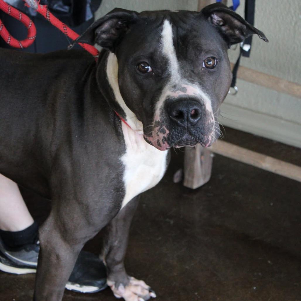 Enlarge Courage, a Adoptable mixed breed in Springfield, MO image 1/6