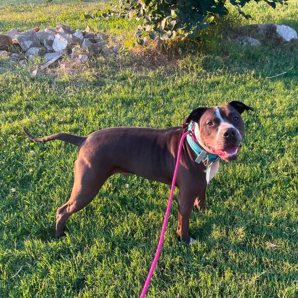 Courage, Adoptable, Adult Male Pit Bull Terrier & Mixed Breed.