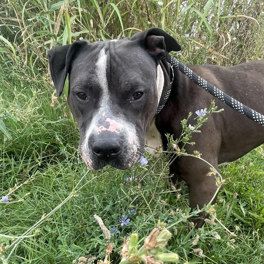 Enlarge Courage, a Adoptable mixed breed in Springfield, MO image 3/6