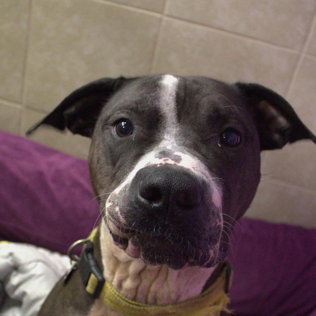 Enlarge Courage, a Adoptable mixed breed in Springfield, MO image 2/6