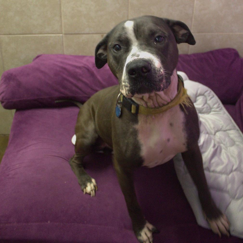 Enlarge Courage, a Adoptable mixed breed in Springfield, MO image 3/6