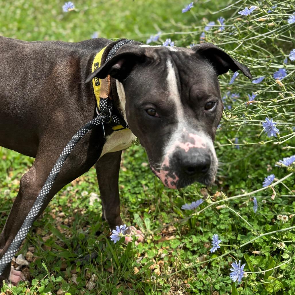 Enlarge Courage, a Adoptable mixed breed in Springfield, MO image 4/6
