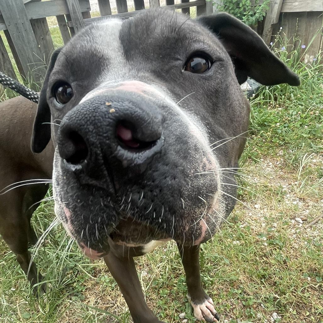 Enlarge Courage, a Adoptable mixed breed in Springfield, MO image 5/6