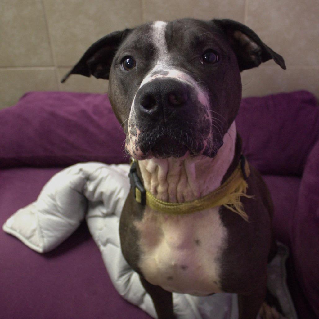 Enlarge Courage, a Adoptable mixed breed in Springfield, MO image 6/6